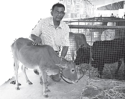 Rare Breeds of Cows in Safe Hands