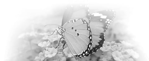 Bond of protection works with purity