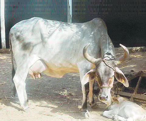 The cow shelter along the Mathura Highway