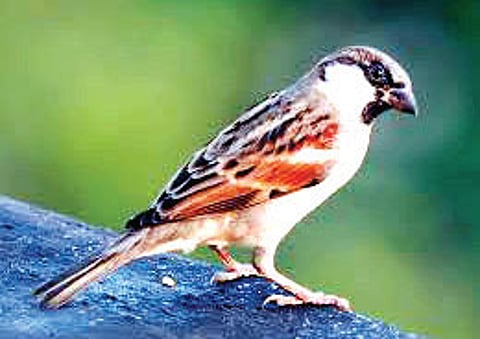 Something to Chirp: Sparrows' Numbers Growing in Villages
