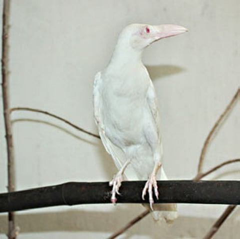 Injured Albino Crow Treated at Zoo