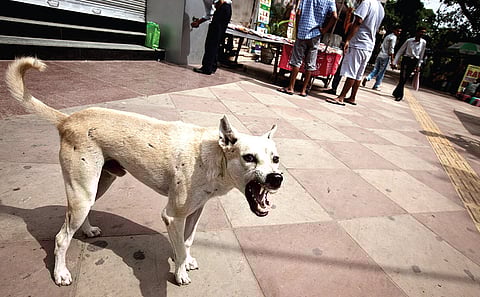 Bitten By Rape Drug Scare, Sterilisation Injections for Dogs Vanish From Shelves