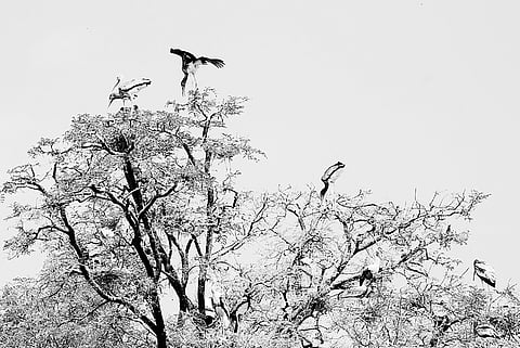 Hyd No More a Hot Spot for Migratory Birds