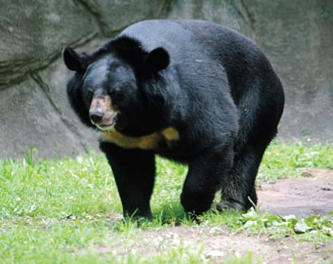 CZA Renews Nod to Transfer Bears to Zoo