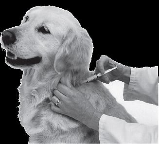 Get Your Dog Injected,Save Human Lives