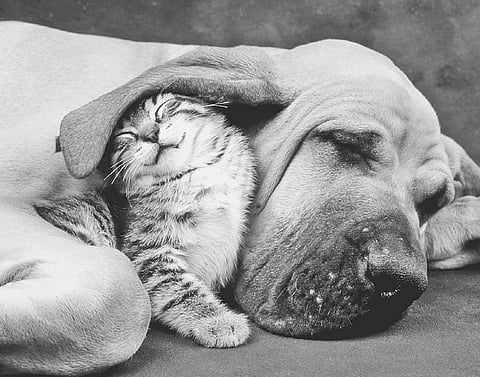 Pain Makes us Understand the True Extent of Delight