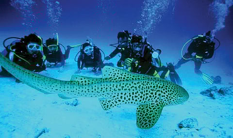 Finding Nemo in the Andamans