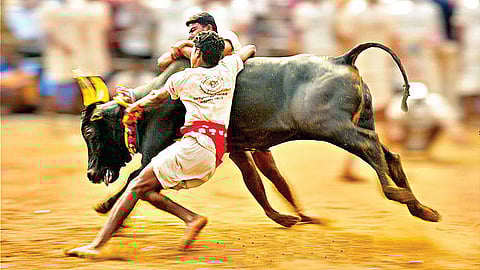To Save Jallikattu, State Government wants Bulls out of the Performing Animals Category