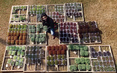 Plating up Small Greens the Big Way