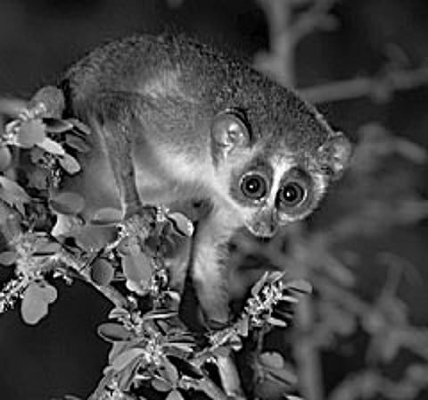 Project to Track Slender Loris Habitats