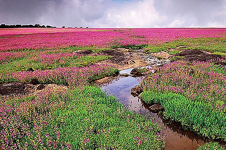 Keepers of the Flora's Faith