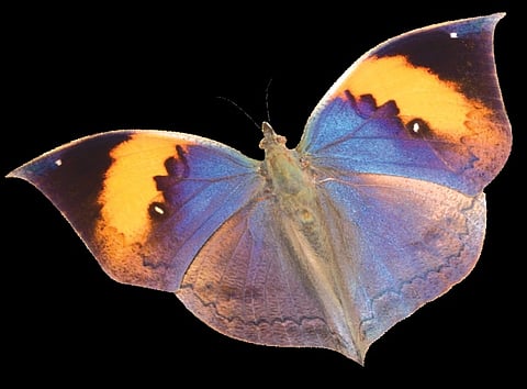 Ogling the Oakleaf Butterfly