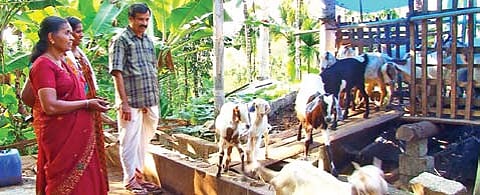 'Goat Scheme' Rewrites Destiny of Thrissur Villages