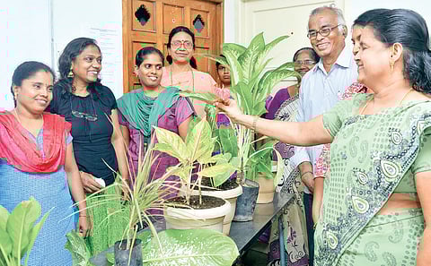 Add Millets to Your Kitchen Garden