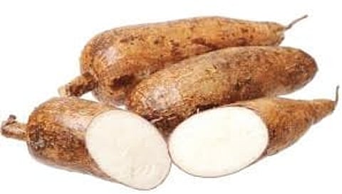 'Tapioca has Emerged as an Antidote for Cancer'