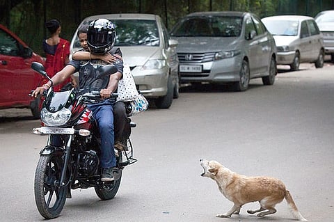 Stray Dogs Have their Day and Way in Delhi