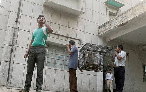 Lutyens' Delhi Gets its Own Monkey Business