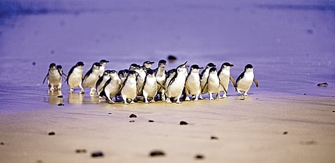 Penguin Parade on Phillip Island