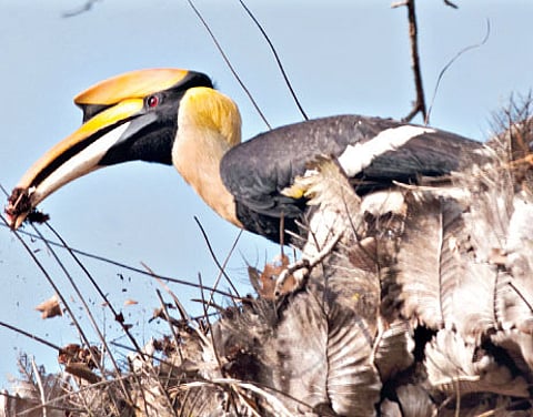 'Ammu' the Great Hornbill Spotted at Vazhachal Area