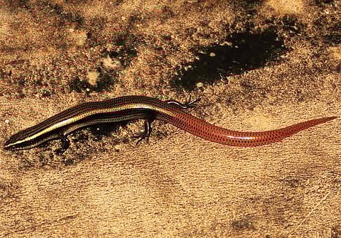 The 'Matchstick' Skink