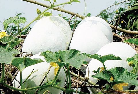 Ash Gourd is More Than What Meets the Eye