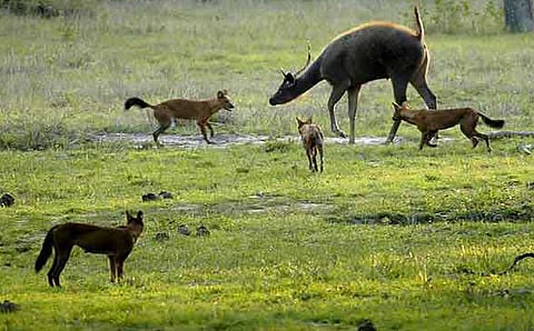 Dholes attacking a sambar, Bandipur National Park. (Wiki/Creative Commons)