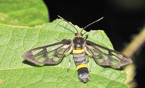 The Day Flying Syntomid Moth