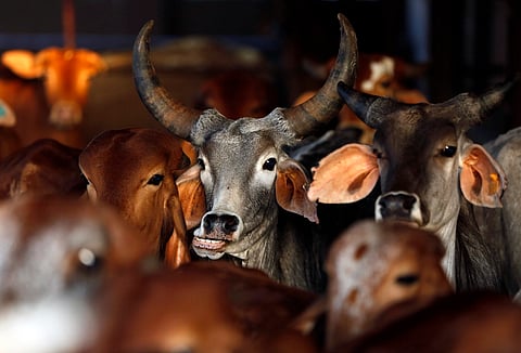 Image for representation purposes only, cattle are seen at a cow shelter, run by an arm Vishwa Hindu Parishad, (Reuters)