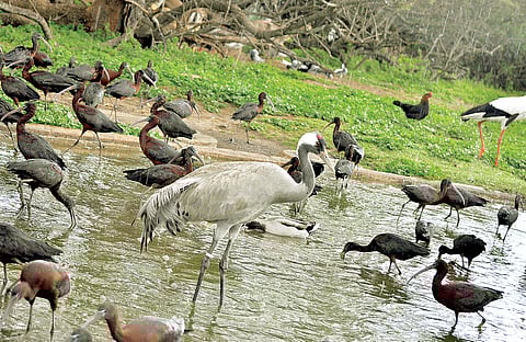 Learning from a Zoo on Campus
