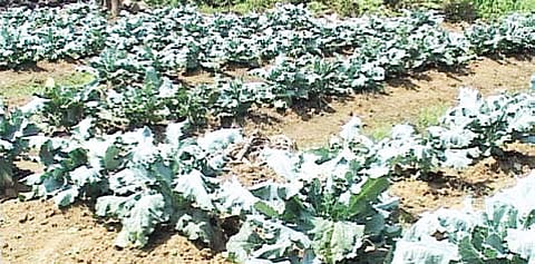 Broccoli Cultivation Fast Catching up among Farmers in Idukki District