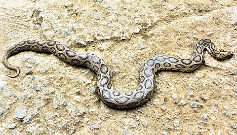 Blue Cross Rescues Russell's Viper in City