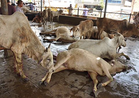 The controversy centres around claims that over 100 cows have died at the facility in the last three months.