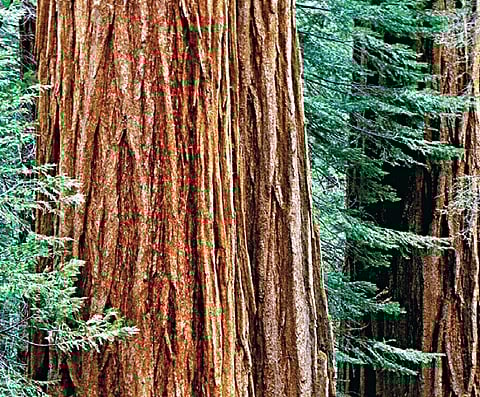 In the Shadow of Giants