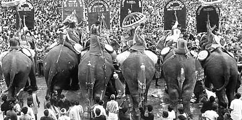 Festive Musth Gets a SC Depressant