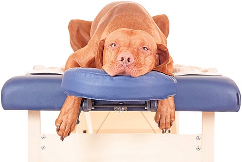 Ever Given Your Pet Pooch an Oil Massage?