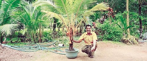 These 'Bonsai Coconut' Trees Made Him Stand Tall as a Farmer