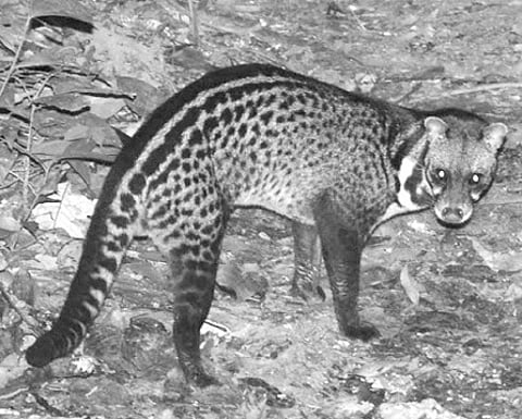 City Zoo is Injured Civet Cat's New Home