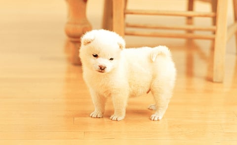 Are You Ready to Own a Pup?