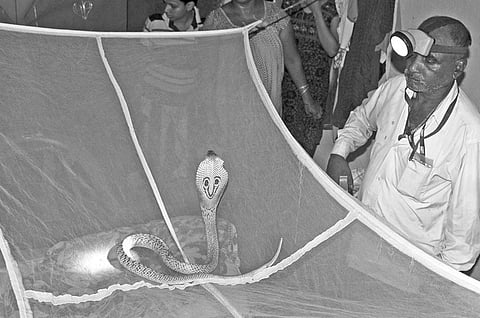 Cobra Rescued from A House in OUAT