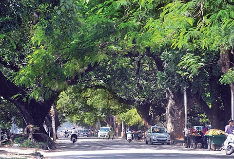 We're Choking the Trees