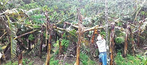 52 Houses Damaged, Crops Destroyed in Heavy Rain