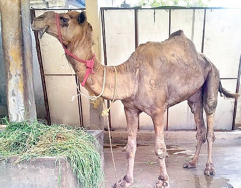 Camel Illegally Kept in Madurai Temple: Activists