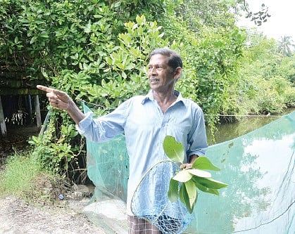 Mangroves: A Movement That Grows Lushly