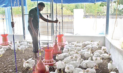 Mooligai Chicken for the Chennai Soul