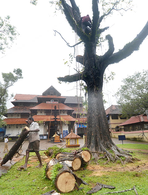 Hewing of Ancient Banyan Tree Begins
