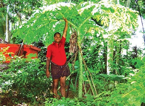 Growing Record-breaking Yam!