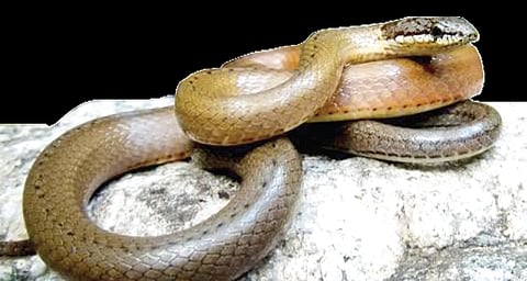 Road Kills – Why Don't We Stop?