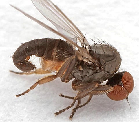 Insects and the Smell Factor