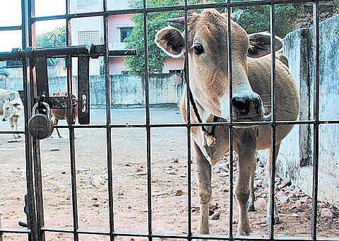 Stricter Laws to Check Cow Slaughter