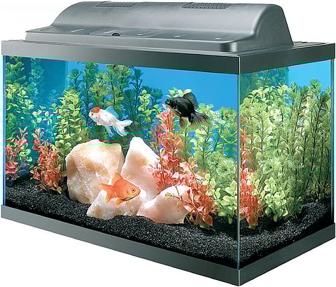 Temperature Fall Can Affect Fish in Aquarium